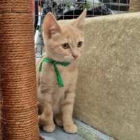 Photo of Chandelier **2nd Chance Cat Rescue**