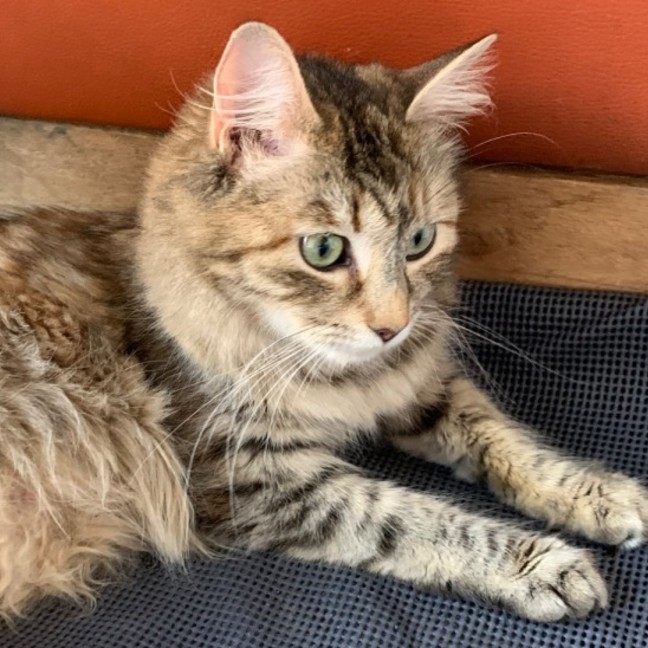 Photo of Myla 💕💕😽