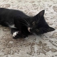 Photo of Mowgli