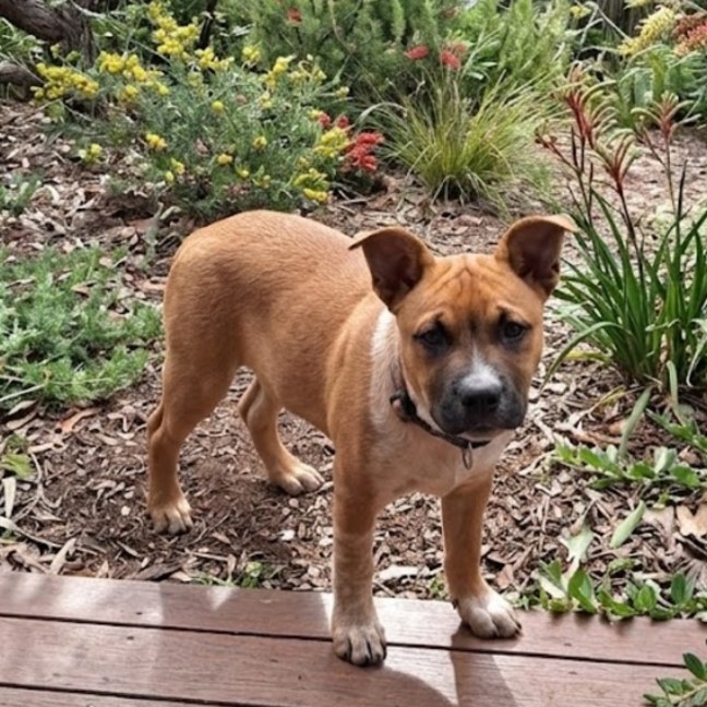 Photo of Ginger