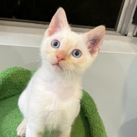 Photo of Phoenix
