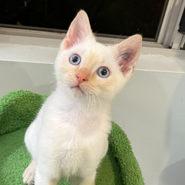 Photo of Phoenix