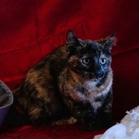 Photo of Ellie   Reduced Adoption Fee