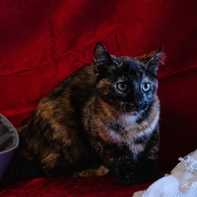 Photo of Ellie   Reduced Adoption Fee