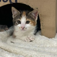 Photo of Bonnie   Located In Pakenham