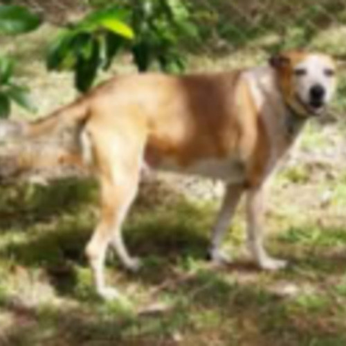 Sherry - Australian Cattle Dog