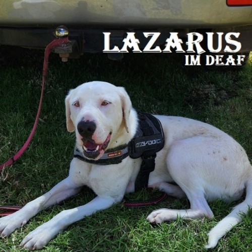 Lazarus - Mixed breed Dog