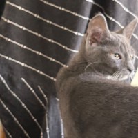 Photo of Selina Kyle **2nd Chance Cat Rescue**
