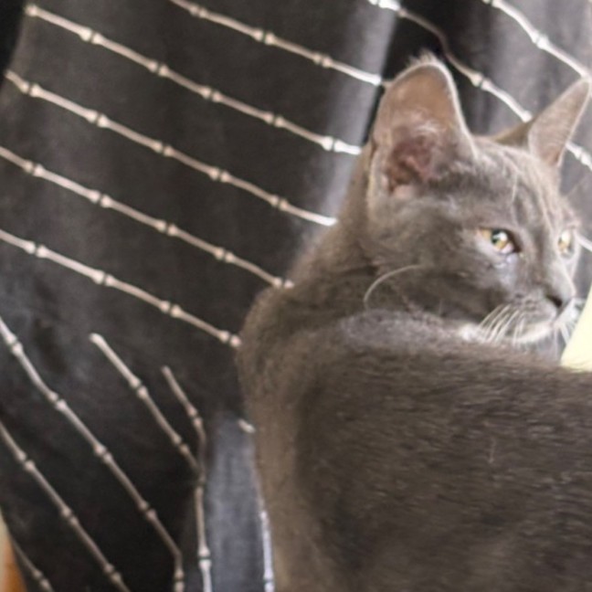 Photo of Selina Kyle **2nd Chance Cat Rescue**