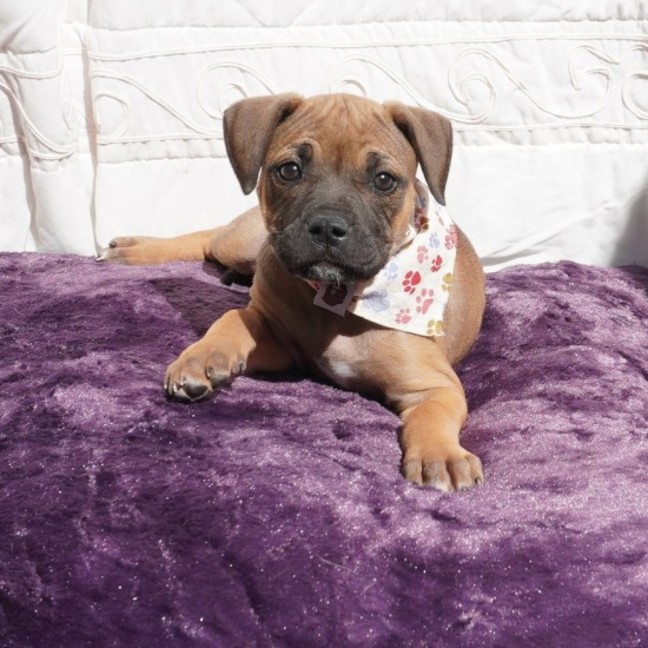Photo of Gidget