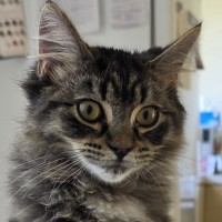 Photo of Tommy Tickle Mouse