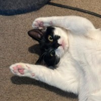 Photo of Nova
