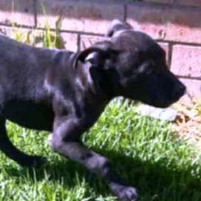 Photo of Louie ~ Staffy X Beagle Puppy