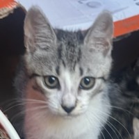 Photo of Baxter