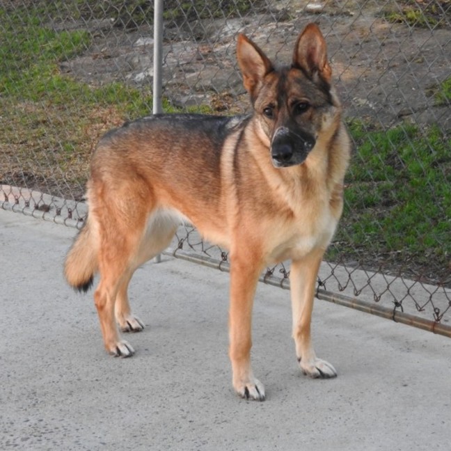 Photo of Trigger