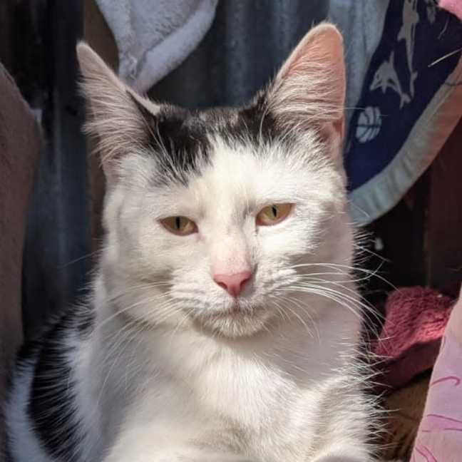 Photo of Diva