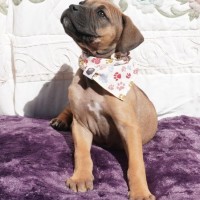 Photo of Gidget
