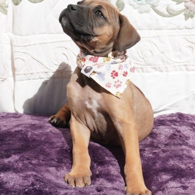 Photo of Gidget