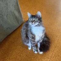 Photo of Peaches   In Foster Care In Doncaster