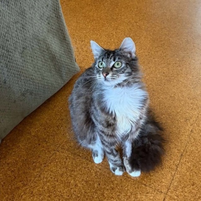 Photo of Peaches   In Foster Care In Doncaster