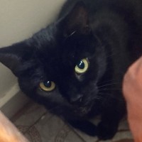 Photo of Horace & Blackie 