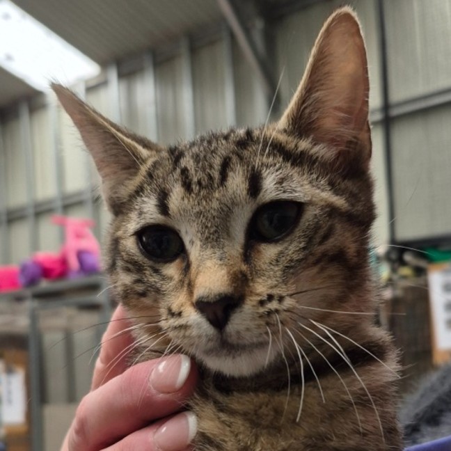 Photo of Pedro ** 2nd Chance Cat Rescue**