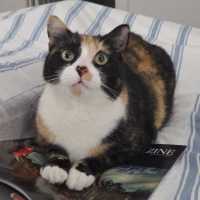 Photo of Lily