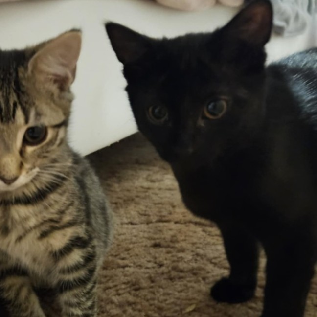 Photo of Arsh ** 2nd Chance Cat Rescue**