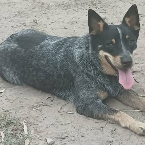 Sapphire - Australian Stumpy Tail Cattle Dog