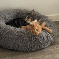 Photo of Ginger (Ginny) 