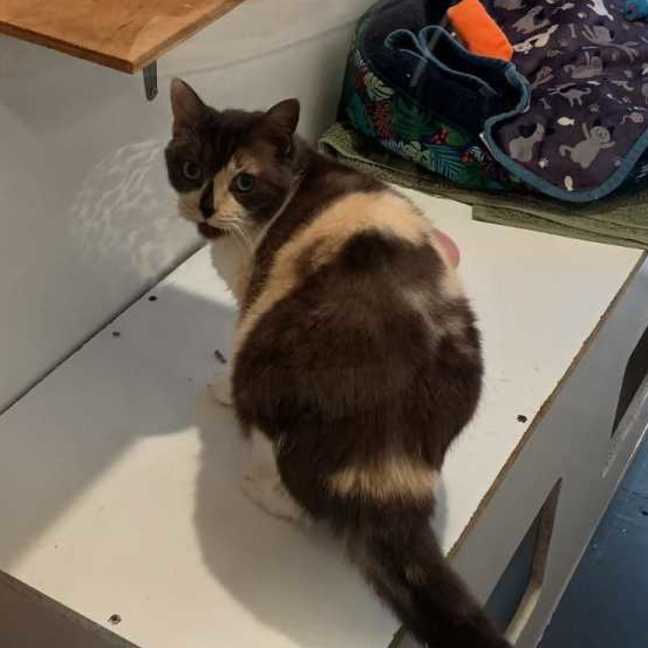 Photo of Nala
