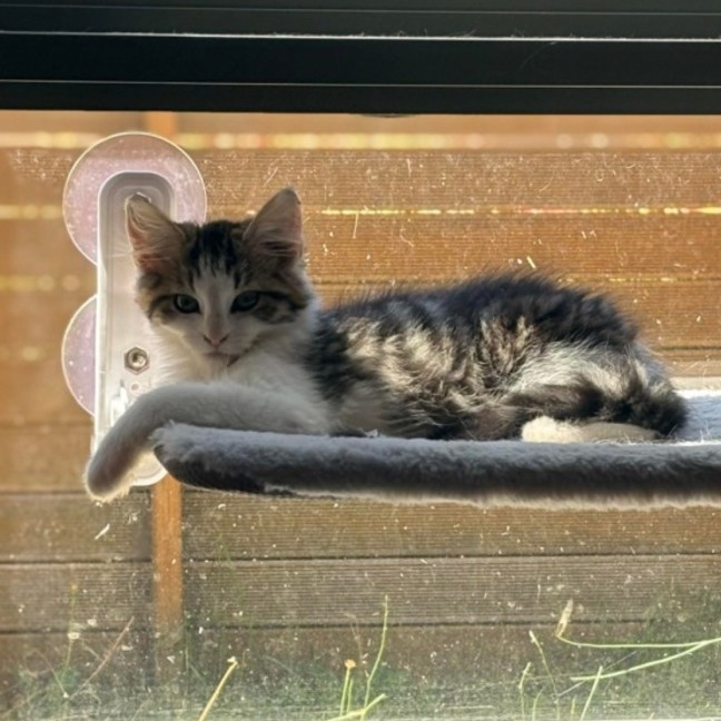 Photo of Orlando And Clem 