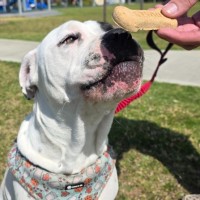 Photo of Dotti