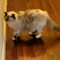 Photo of Gigi   6 Year Old Ragdoll