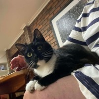 Photo of Socks 🤍🖤