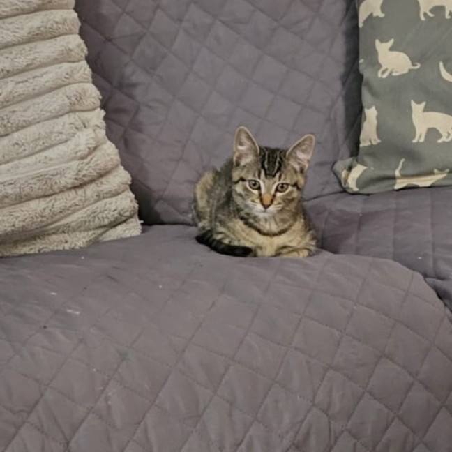 Photo of Waratah ^^Dandy Cat Rescue^^