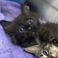 Photo of Oliver   Located In Kew