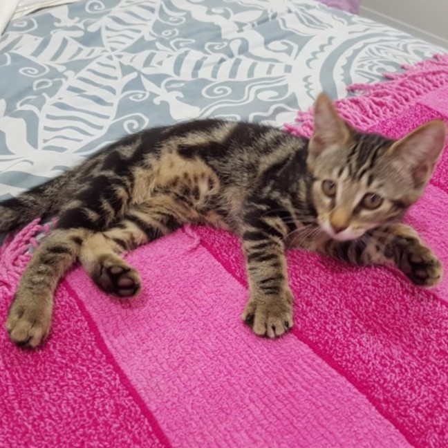 Photo of Willow