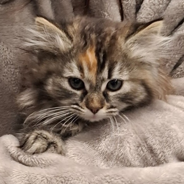 Photo of Roxy