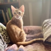 Photo of 💛 Milo 💛