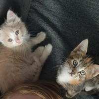 Photo of Svinya & Bubbles