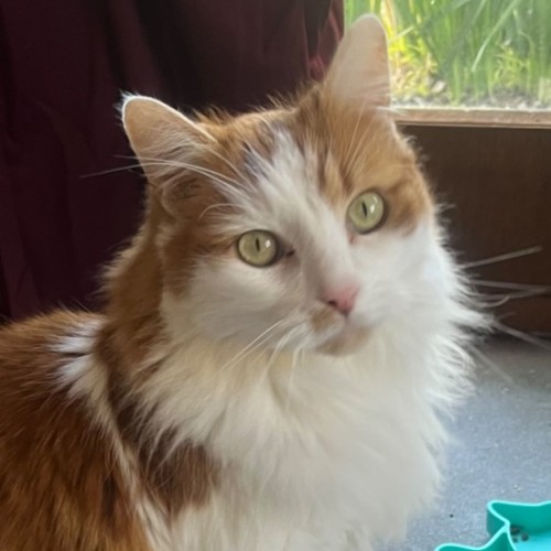 Buddy - Domestic Medium Hair Cat