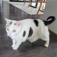 Photo of Tim Tam & Kit Kat