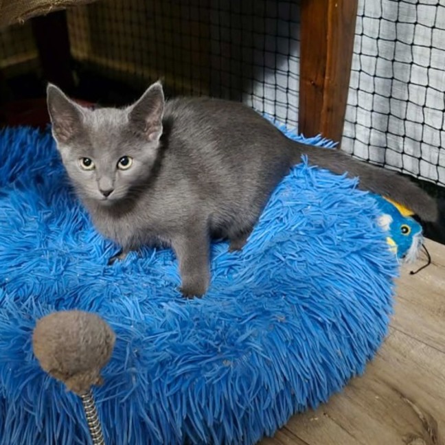 Photo of Eric ** 2nd Chance Cat Rescue **