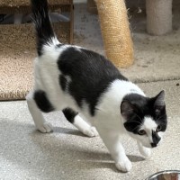 Photo of Oreo