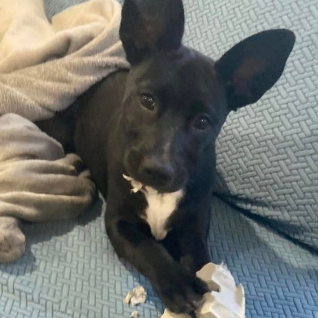 Photo of 🐾 Tess 🐾