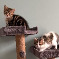 Photo of Pear And Pineapple 