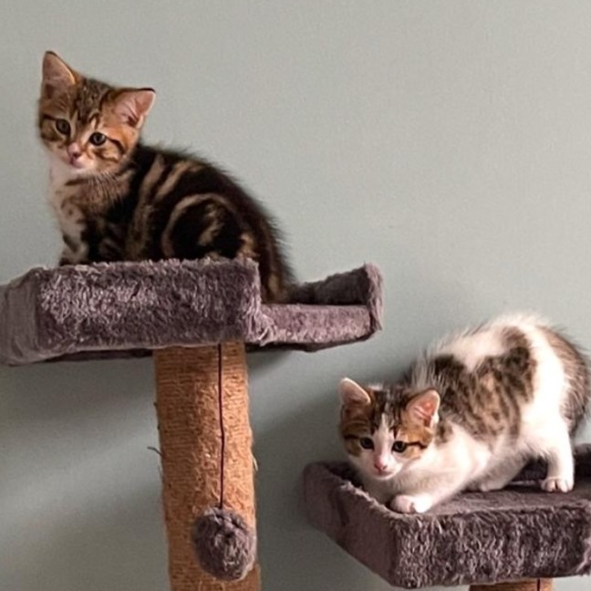 Photo of Pear And Pineapple 