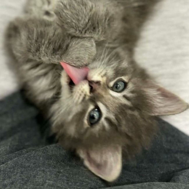 Photo of Missy ** 2nd Chance Cat Rescue **