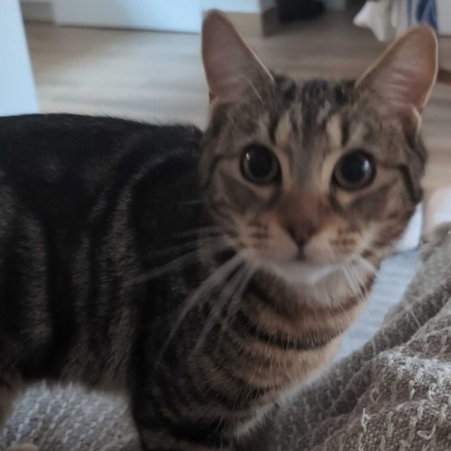 Photo of Linus 